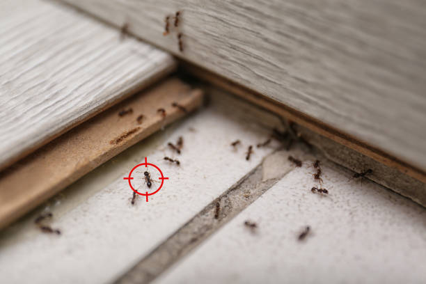 Trusted Sunset, UT Pest Control Experts