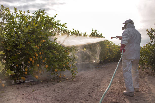 Best Flea Control Services  in Sunset, UT