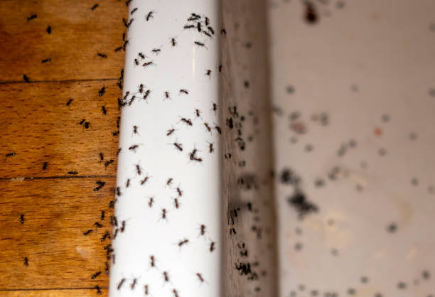 Best Pest Removal Services  in Sunset, UT