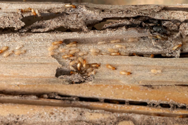 Best Termite Control Services  in Sunset, UT